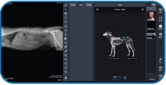 Veterinary Digital DR X-Ray DirectVet System<br/>