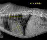 20/20 VFPH Hybrid 17x17 Veterinary Direct Digital Imaging System - DR Panel
